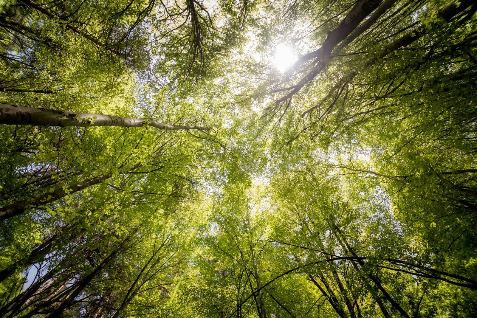 Tree Care - Fort Collins, Loveland, Boulder Colorado