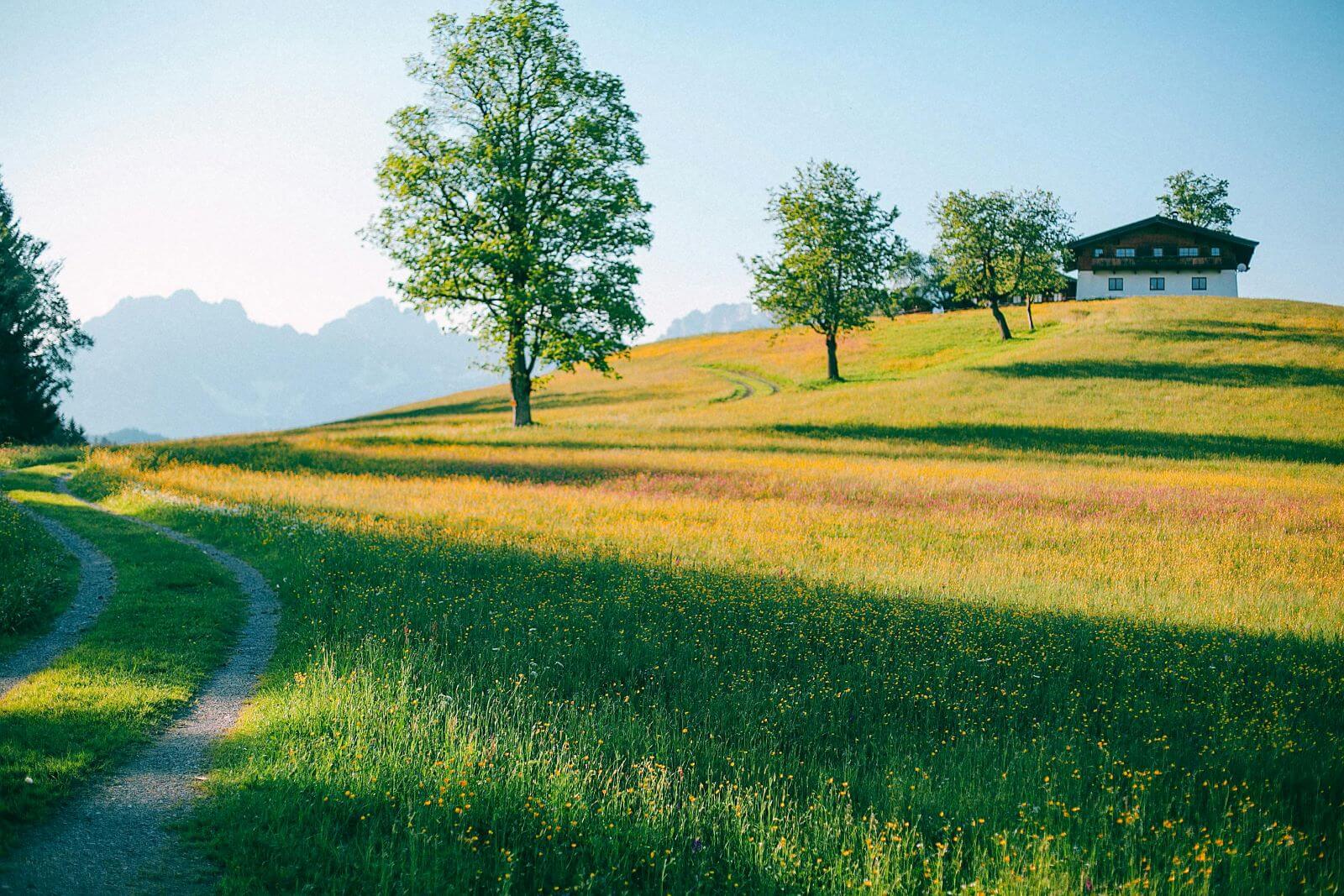 Tree Service - Loveland, Longmont, Boulder Colorado