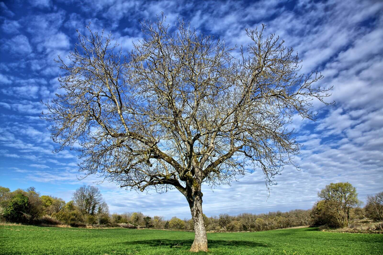 Tree Removal - Fort Collins Colorado