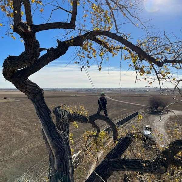 Person climbing a tree in a rural landscape.