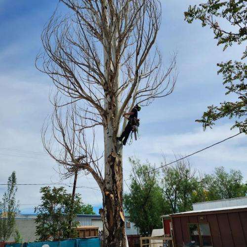 Person climbing a tall tree for maintenance.
