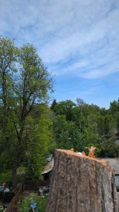 Tree stump with green foliage and blue sky