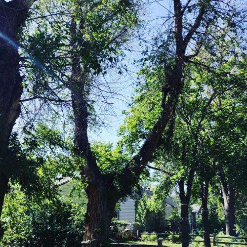Lush green trees in a residential neighborhood