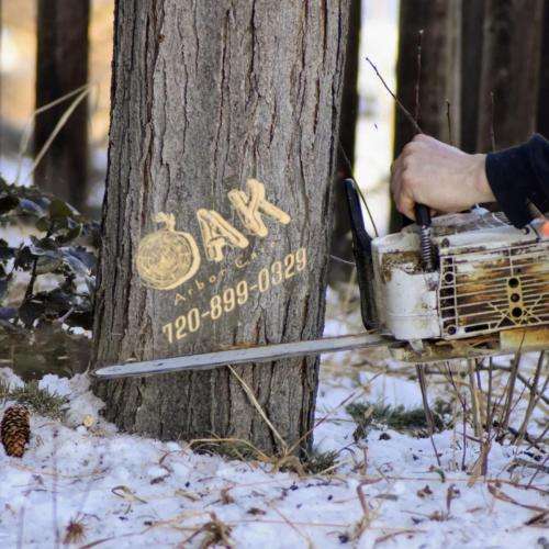 Person using chainsaw on snowy tree trunk.