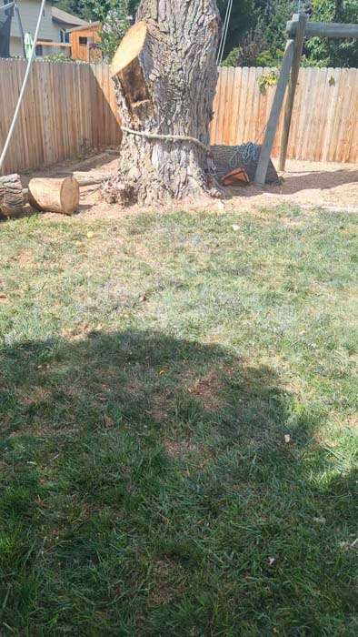 Cut tree trunk in a grassy backyard.