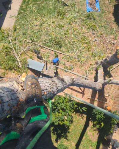 Person climbing a tree for maintenance work.