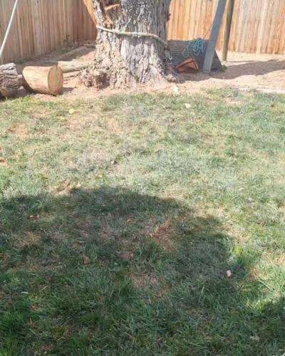 A grassy yard with a tree and wooden logs.