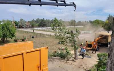Exclusive Insider Tips: How to Find Trusted Tree Removal Nearby