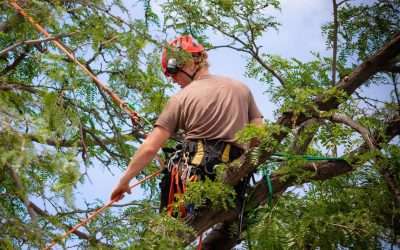 Little-Known Secrets to Finding the Best Tree Service Nearby