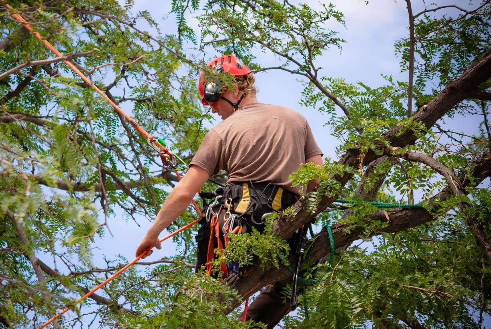Stump removal service using specialized equipment