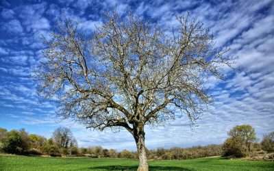 The Truth About Tree Removal Cost