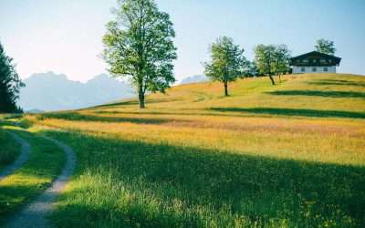 The Ultimate Guide to Colorado Tree Care