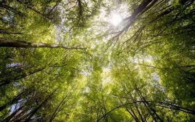 The Secret DIY Tree Fertilizer