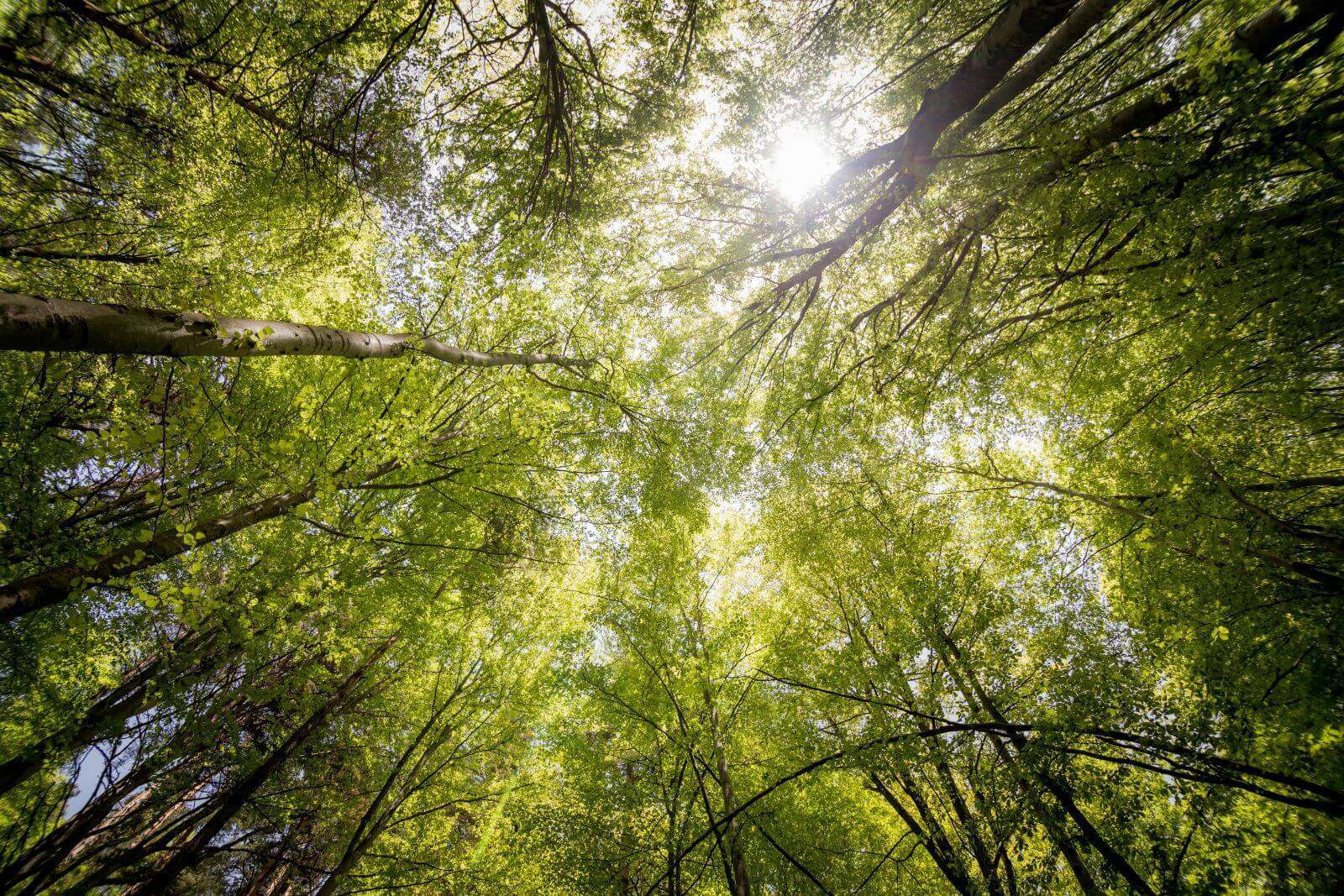 Safe tree removal service by licensed arborists