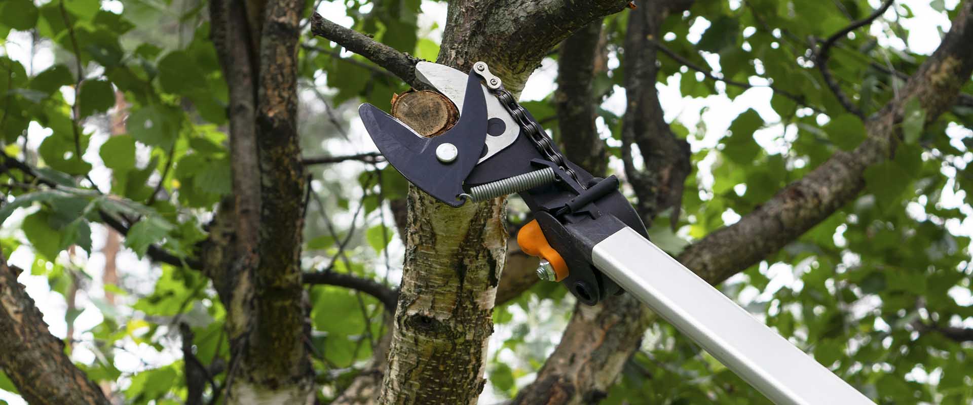 Lopper cutting a branch from a tree.