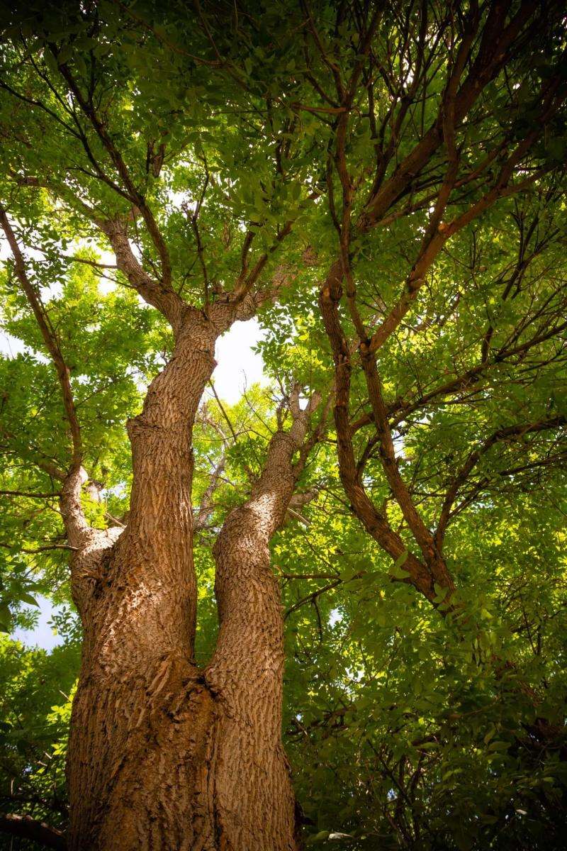 Looking up at a lush green tree canopy.