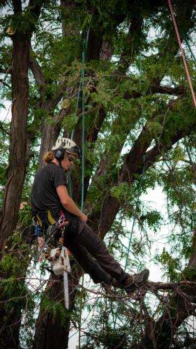 Arborist pruning tree branches from a height.