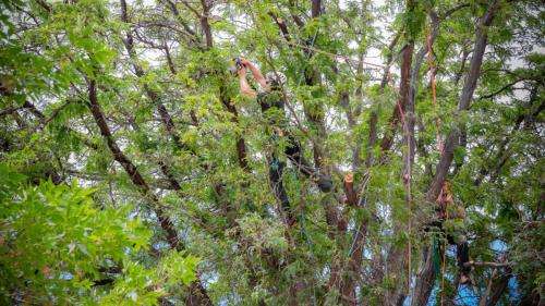 Arborist trimming branches in a leafy tree.