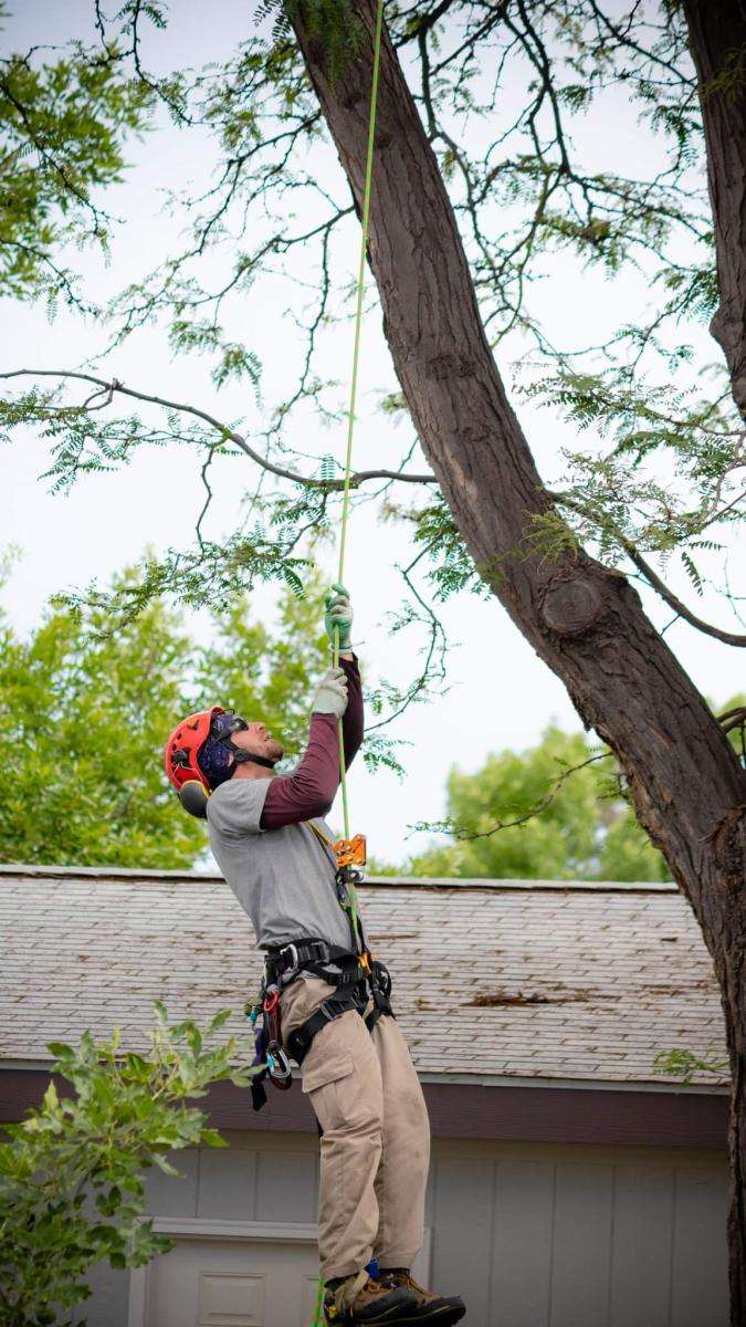 Arborist climbing a tree with safety gear.