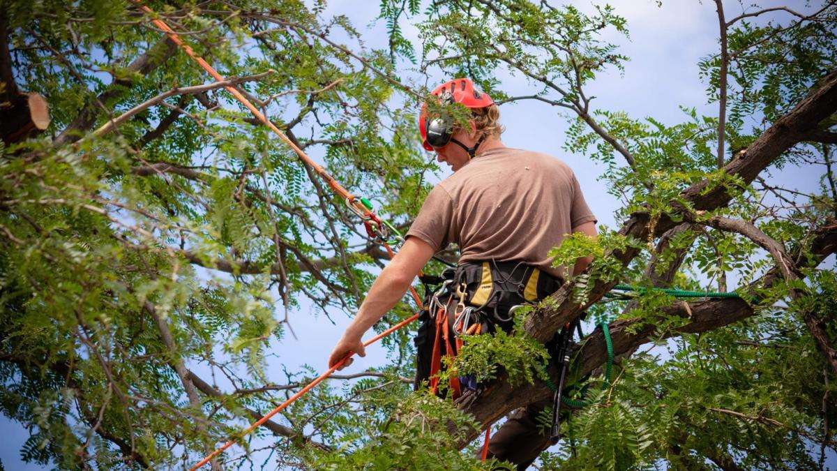 Tree worker pruning branches safely in harness.