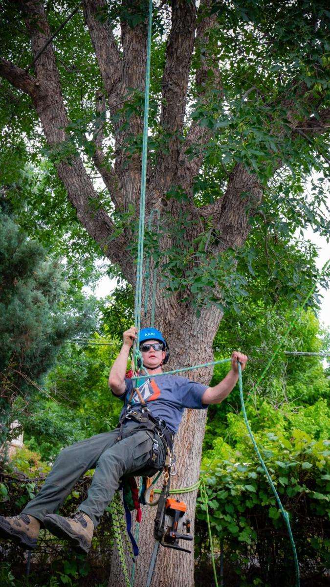 Person climbing a tree with safety gear