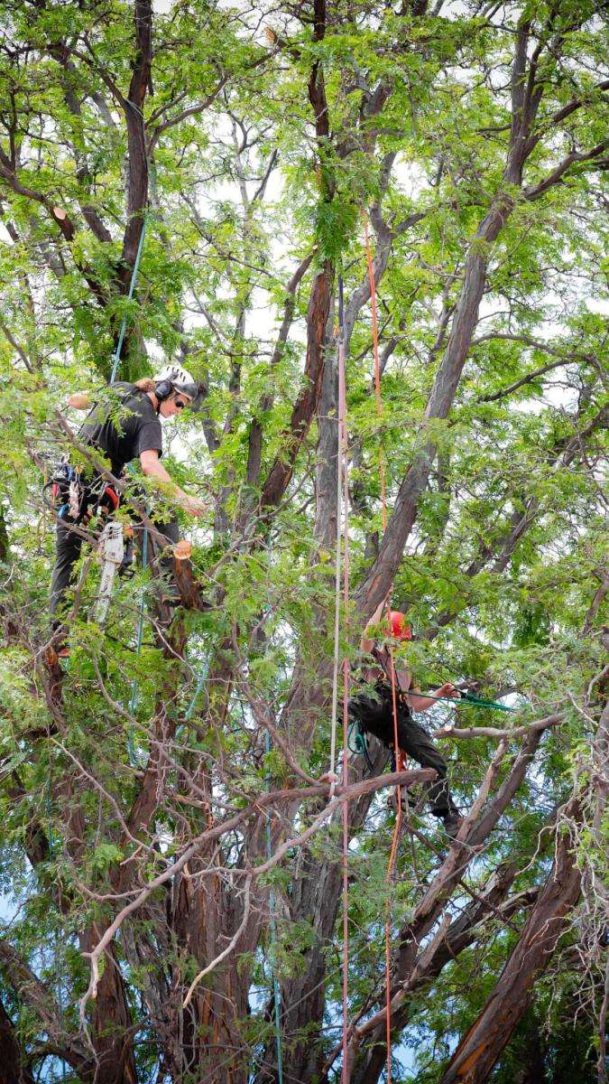 Two arborists pruning a large tree.