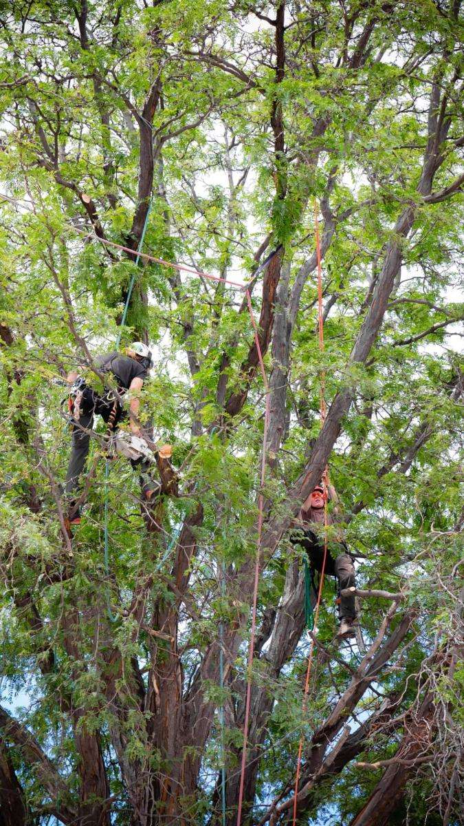 Two tree workers pruning branches from a tree.