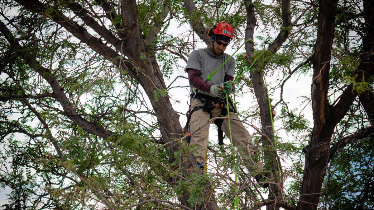 Arborist pruning branches from a tall tree.