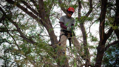 Arborist working in a tree using climbing gear.