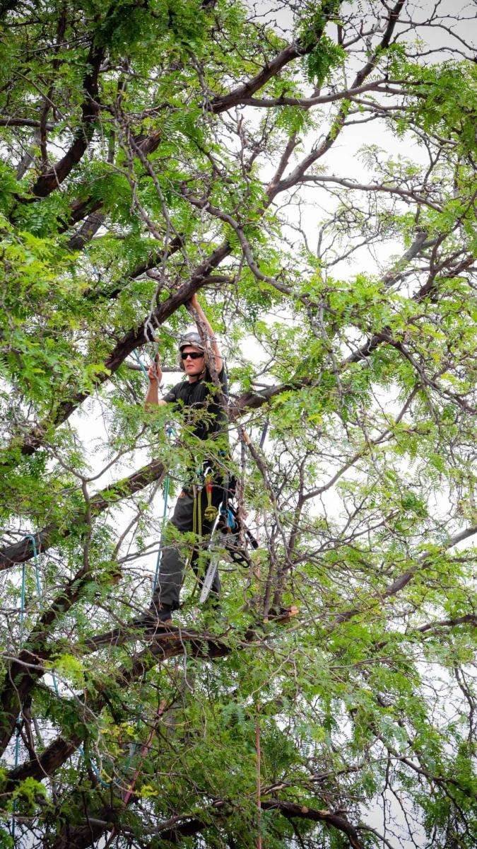 Arborist working high up in a tree